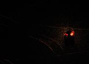 finally snow / endlich flockerl